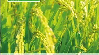 تغذيه السنابل لمحصول الأرز 🌾