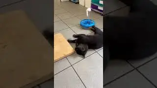 1 year old Freddo at Rain Rescue is looking for his forever home