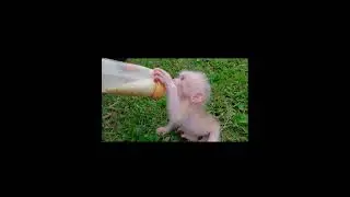 Niki Monkey Plays Friendly With Ducks And Drinking Milk With