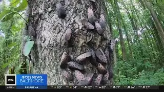 Invasive spotted lanternflies emerging in Maryland