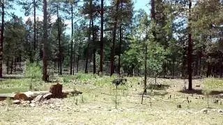 Forest 512 Young Arizona, partial dirt road from camp site and Antlers cafe and bar.