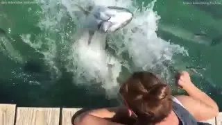 Giant fish leaps out of water in Florida Keys