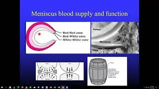 Knee Anatomy - Charles Gatt, MD