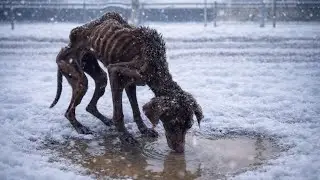 Under Months of Cold Snow and Hunger&hellip; A Blind Dog Finally Collapses