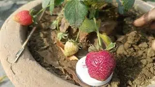 strawberry plant care ||and review strawberry fruit|| strawberry plant