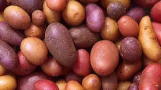 Organic vs Conventional Agriculture