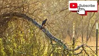 🔊🎶 Sounds of Female and Male Cardinal Birds Mating Call (11 Min Birdwatching) 👀 🐦🔴  #birds
