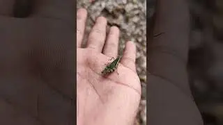 #insects #wildlife #nature #frog #animals #acapella #uniqueanimal #beetle