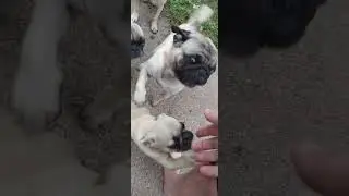 Pearl the Pug almost 12 weeks old ready to play. Anya's Pugs @anyaspugs5203