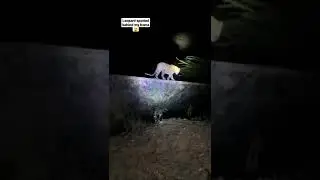 leopard#shorts#reels#leopard#tiger#animallover#discovery#wildlife#tiktok#mrindianhacker#crazyxyz