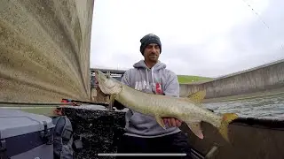 Figure 8 Musky Hammers The Stateside Spinner !