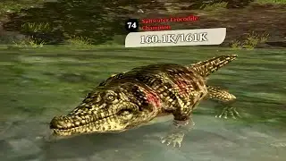 The Wolf - Saltwater Crocodile Champion 🏆