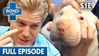 Puffy Face Dog is Nearly Blind! 🐶 | Bondi Vet Season 1 Ep9 | Bondi Vet Full Episodes | Bondi Vet