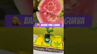 Best Guava flavor: Barbie Pink #guava #plants #gardening #growyourownfood #foodforest