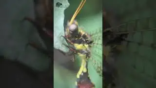 Owlfly species (macro videography)