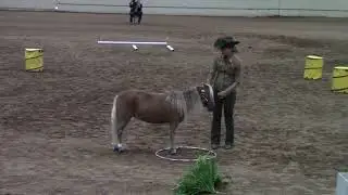 2017 AMHR Nationals Open Halter Obstacle 34