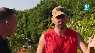Сам собі господар. Винороб