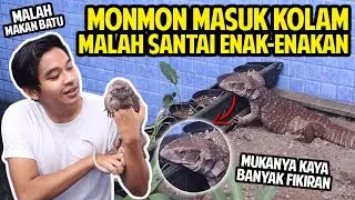 MONMON MASUK KOLAM KURA BARU! MALAH SANTAI ENAK-ENAKAN! HEWAN AKU MAKAN BATU!?