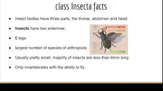Class Insecta