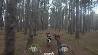Speedtraining with Odin the little Greyster