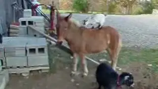 Pygmy Goat Riding on the back of a Miniature Mule, not a donkey
