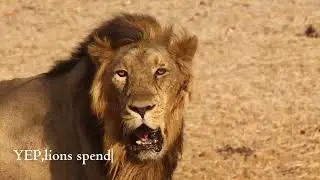 Fun facts about lions.