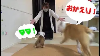 ママの帰宅を全力でお迎えする兄妹ブルドッグがかわいい！