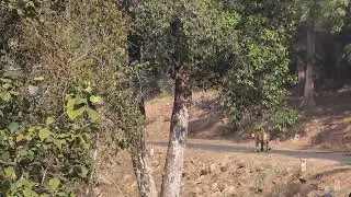 Tadoba  # Tiger 🐅  walk on road   # Vidharbh. 