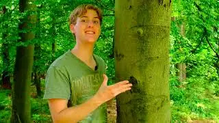 MUTTER des Waldes 👑🌳!!! Baumportrait Rotbuche - Portr&auml;t f&uuml;r Kinder und Junggebliebene #wald #b&auml;ume