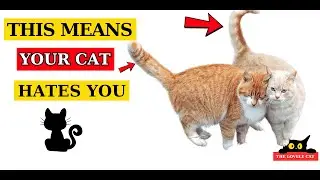 9 SECRET Cat Tail Signs (I Bet You Don&rsquo;t Know them All!)