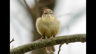 A Maine Winter bird-Carolina Wren