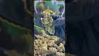 HIGHLEY QUEEN (CBD) | Indoor &bull; Floral &eacute;l&eacute;gant & &eacute;pices douces