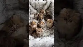 #cats #pets #funny #fumnyvideos #Funny animals #foryou #Toxi