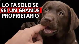 6 Cose Rare che i Cani Fanno Solo Quando Vivono la Loro Vita Migliore ❤️