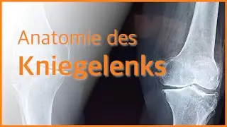 Anatomie Kniegelenk 🦵⎟Muskeln & Bänder des Kniegelenks