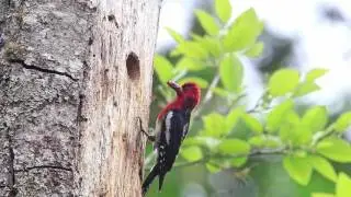 Read-breasted Sapsucker Nest