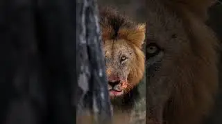 Monkey trick not work🥰।। motivational short #short #viral #trending