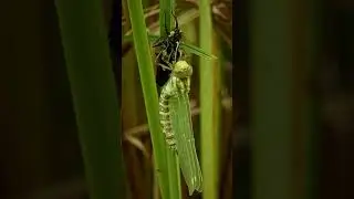 Nymph to Dragonfly #nature #insects #wildlife #entomology