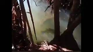 paser mania - penampakan segerombulan Barramundi ( kakap putih )