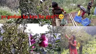 Pear and Apple season has begun in Shimla!! My farm
