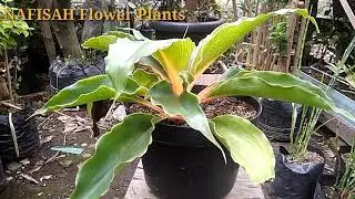 cara merawat palisota/mandarin orange