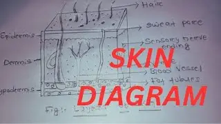 How to draw skin diagram easily/ Draw skin drawing easily step by step