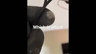 Easy Trick to Find Neutral and Hot Wires