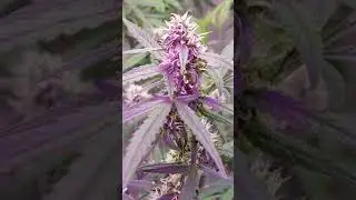 Auto Ultimate and Auto Critical Orange Punch by Dutch Passion