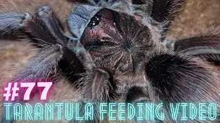 Feeding #77 - Karmimy 53 gatunki ptaszników! :) [4k]
