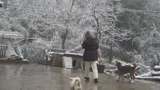 阿英在大山上的生活，不管天气怎么变化，还是要家里的鸡鸭喂饱 #乡村生活日常 #生态散养 #土鸡 #我的农村生活 #重庆阿英