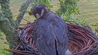 #falcon Cam4#34 Review baby birds in the nest - Dad and mother brings food to feed their chicks
