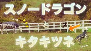 スノードラゴン【スノドラとキタキツネ】2020年10月　レックススタッド