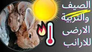 الصيف والتربية الارضى | نعمل اية فى الحر لو انتو بتربو تربية ارضى