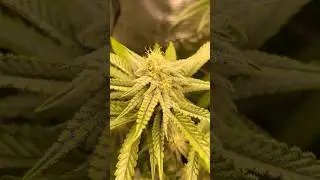 Cannabis Mid Flower